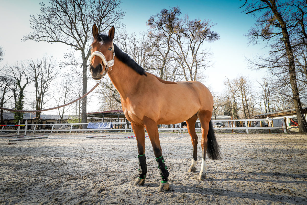 cooling horse legs