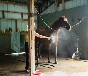 ice boots for horses